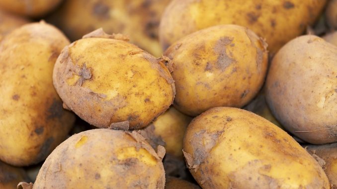 potato seed production, potato breeding and selection