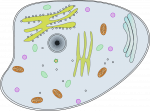 Eukaryotic cell, post-translational modification, ubiquitin, proteasome