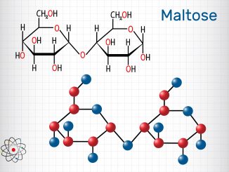 The structure of maltose.