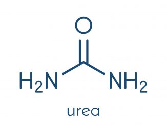 Urea - the main focus of the urea cycle.