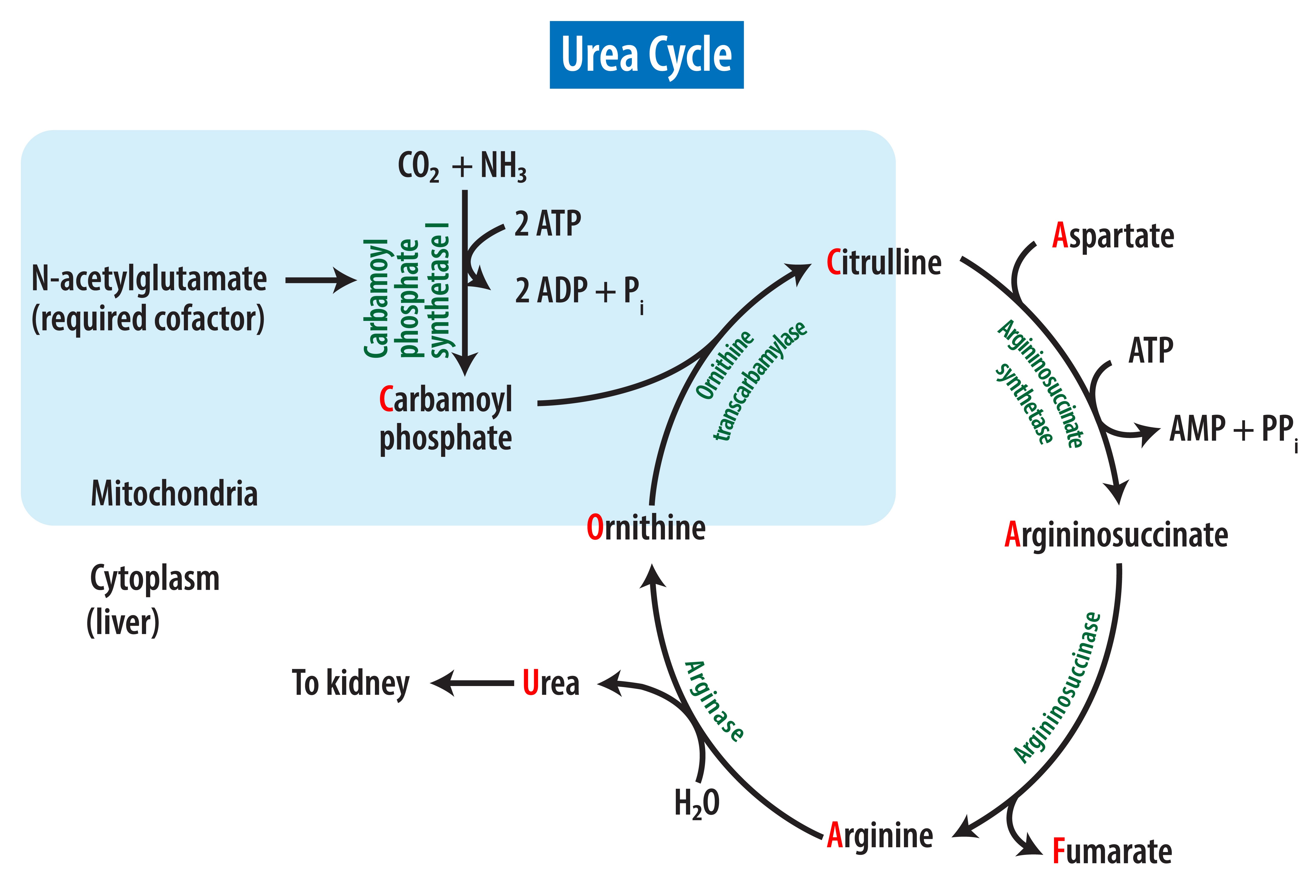 The urea cycle.