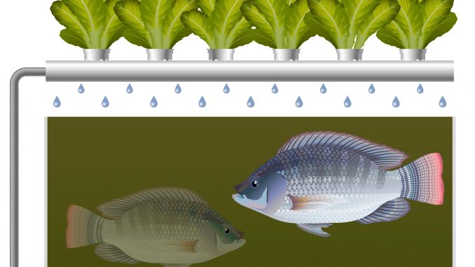 Aquaponics. Aquaponics system with tilapia fish and lettuce