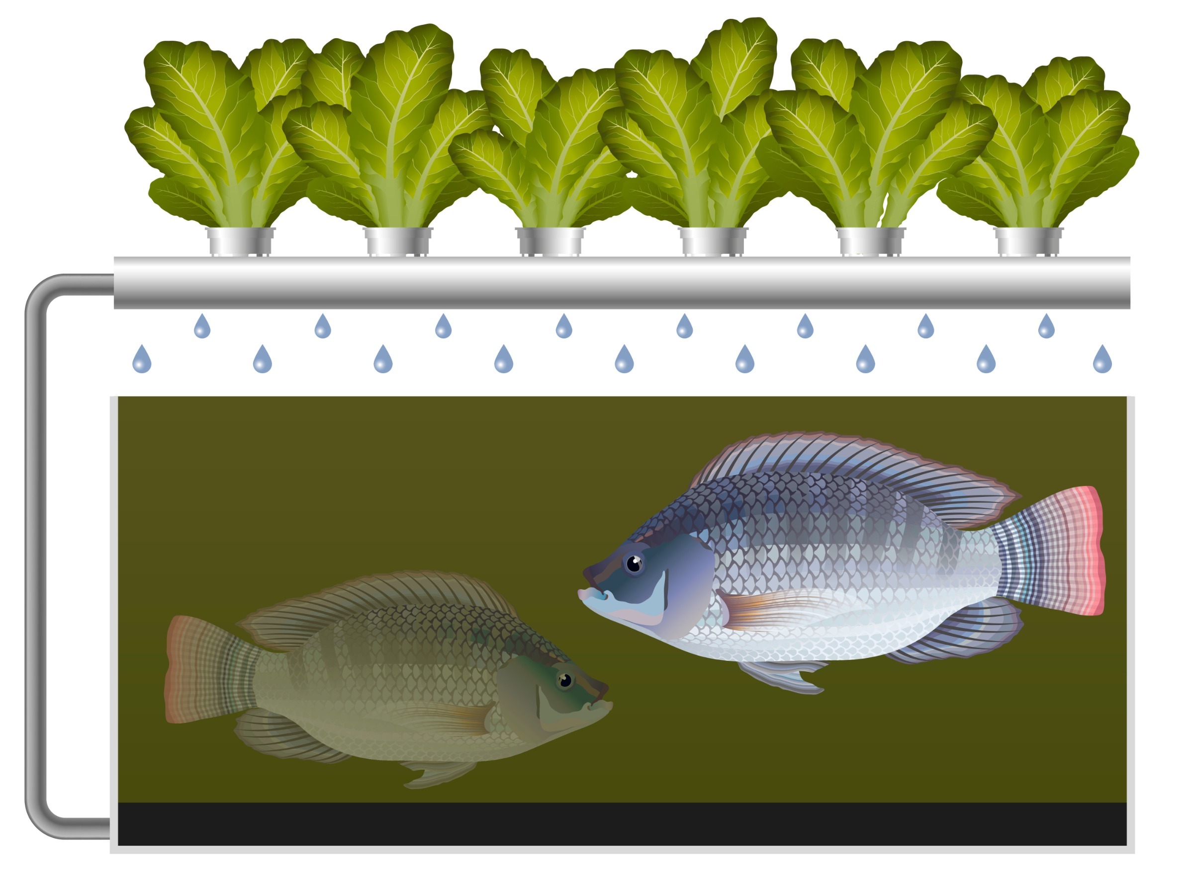 Aquaponics Sustainability Forward Biology Diagrams