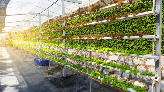 hydroponics, Hydroponics vegetable farming in Thailand, young lettuce plant growing in organic farm, new agriculture technology system