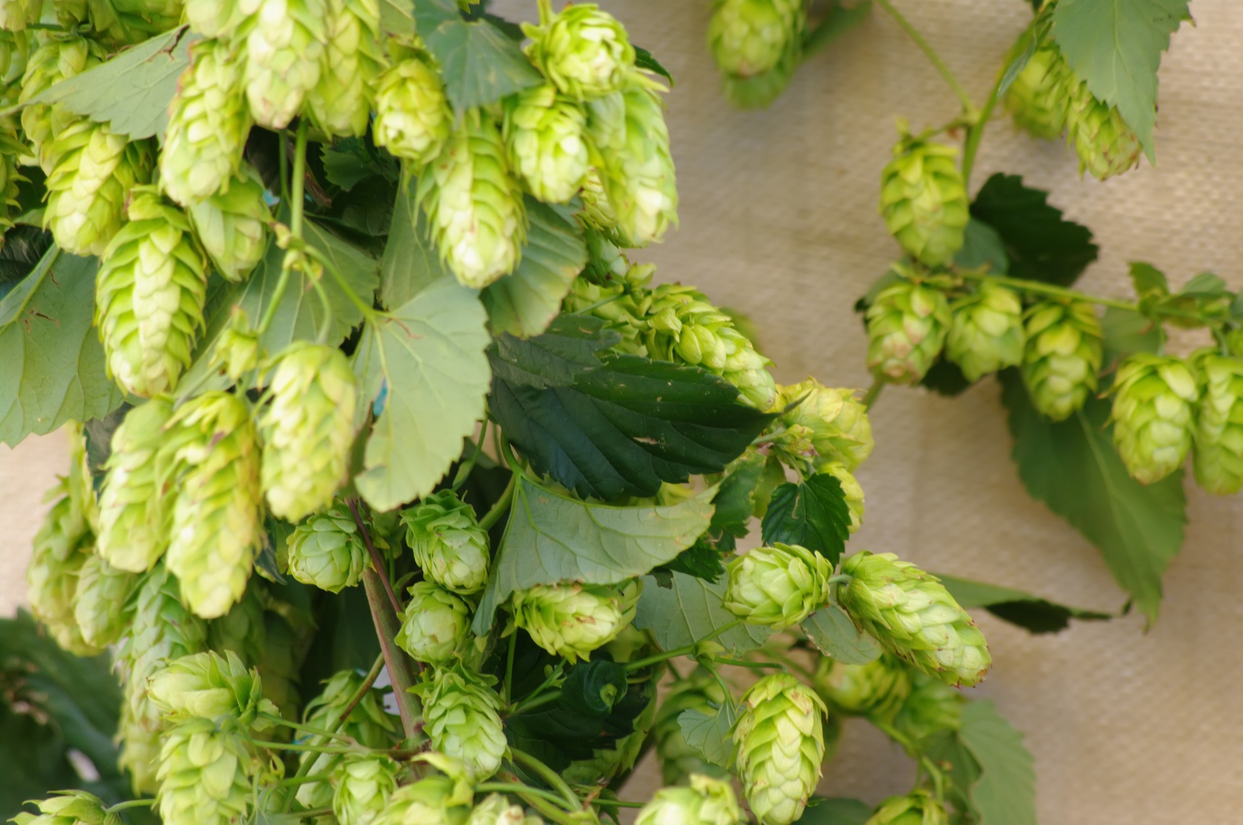 close-up branch of hops on wooden background. Hops in brewing.