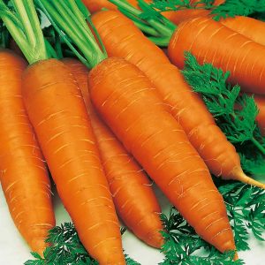 Suttons Carrot Seeds - Autumn King 2, Vegetable Seed, Approx. 1100 Seeds per Pack, Grow Your own, Ideal for Beds and Borders and Greenhouses