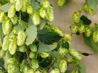 hops on wooden table used in dry hopping