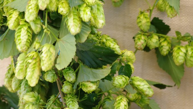 hops on wooden table used in dry hopping