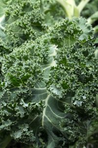 Fresh green kale leaves, closeup. Organic healthy food background.