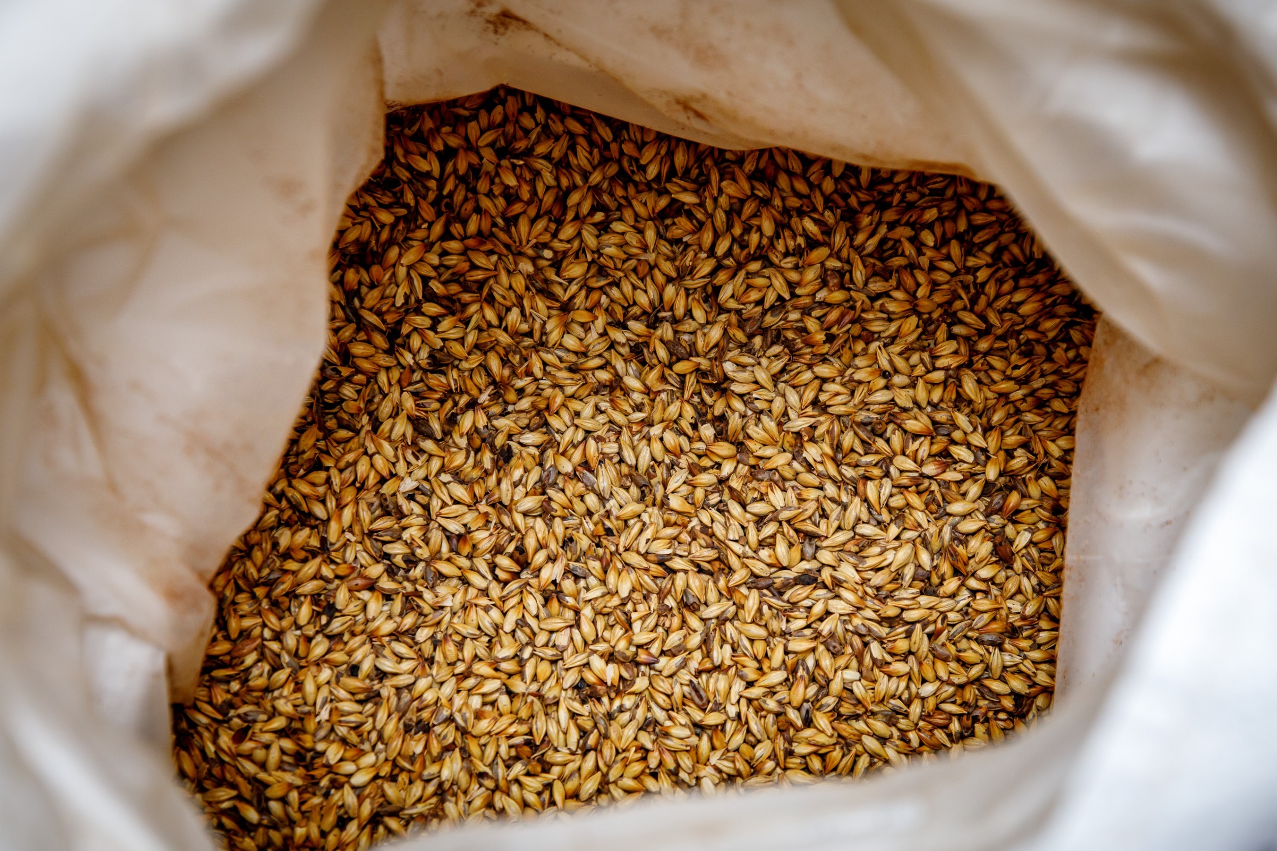 kilned barley malt in a bag: base malts