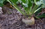 sugar beet in ground. Example of transgenic plants in some instances.