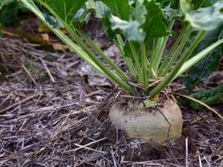 sugar beet in ground. Example of transgenic plants in some instances.