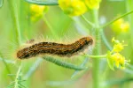 insect resting on a plant, insect sitting on a green grass, baculovirus
