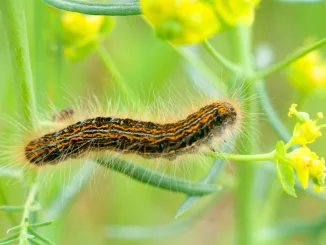 insect resting on a plant, insect sitting on a green grass, baculovirus