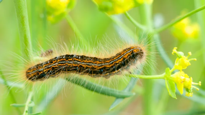 insect resting on a plant, insect sitting on a green grass, baculovirus