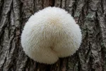 hericium-erinaceus-This image showcases a close-up view of a unique lion's mane mushroom, a fascinating edible fungus