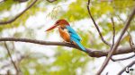 An Indian kingfisher. Nature-first day of Spring. Celebrate Vasant Panchami.