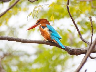 An Indian kingfisher. Nature-first day of Spring. Celebrate Vasant Panchami.