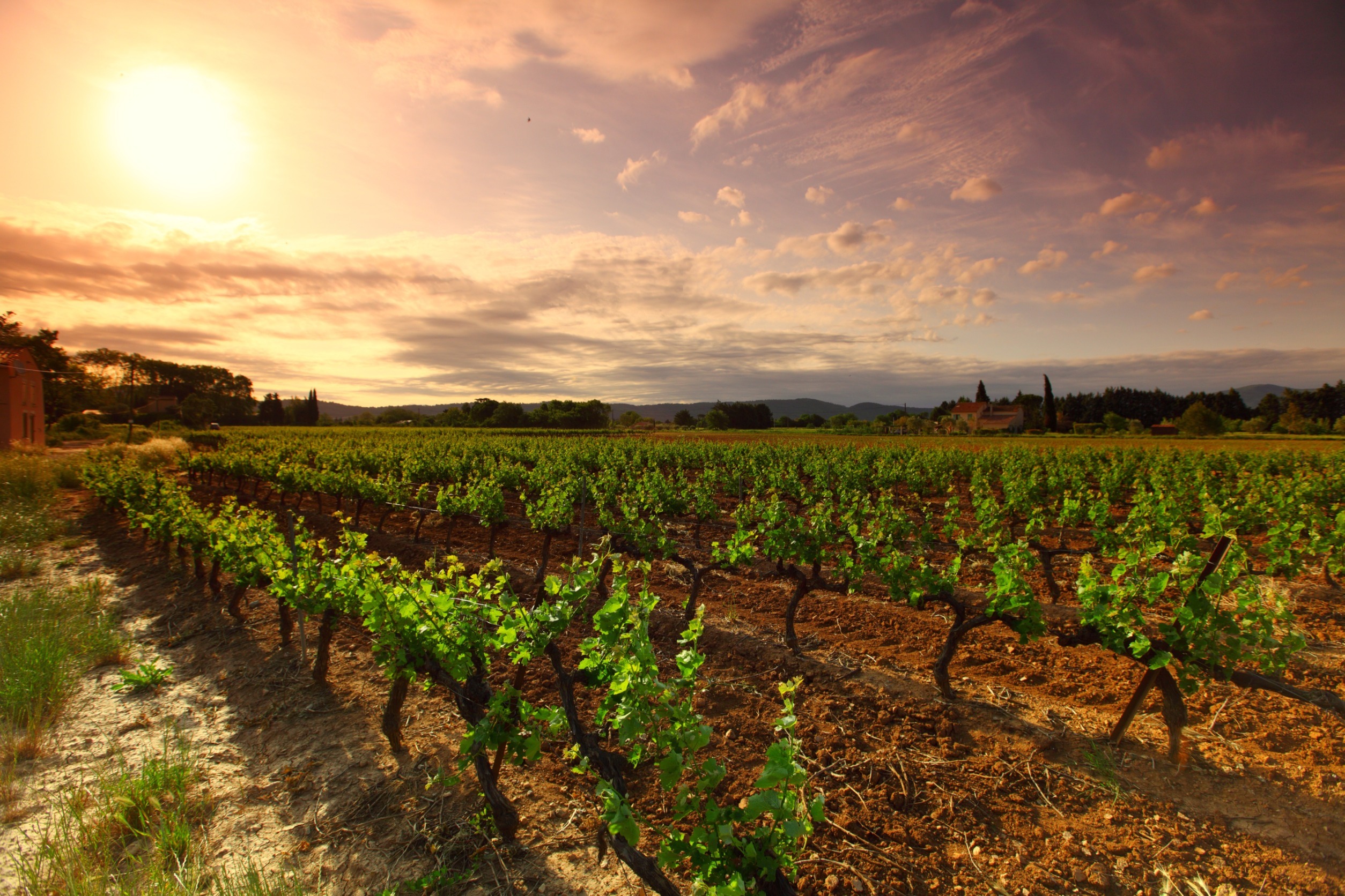 Vinyard Australia Sunset