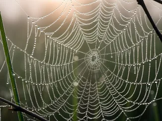 A finely detailed spider web adorned with numerous tiny water droplets glistens in soft morning...
