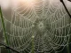 A finely detailed spider web adorned with numerous tiny water droplets glistens in soft morning...