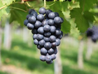 Grape bunch. Source of grape seed extract.