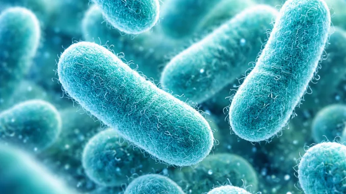 bacteria - Bacillus clausii