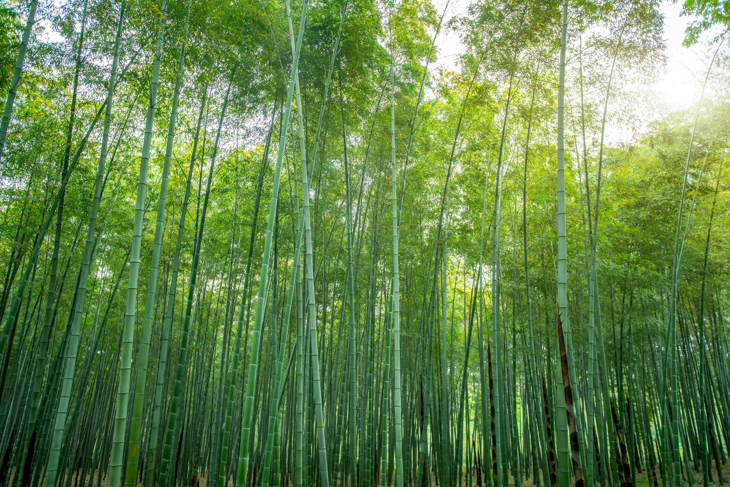 bamboo forest
