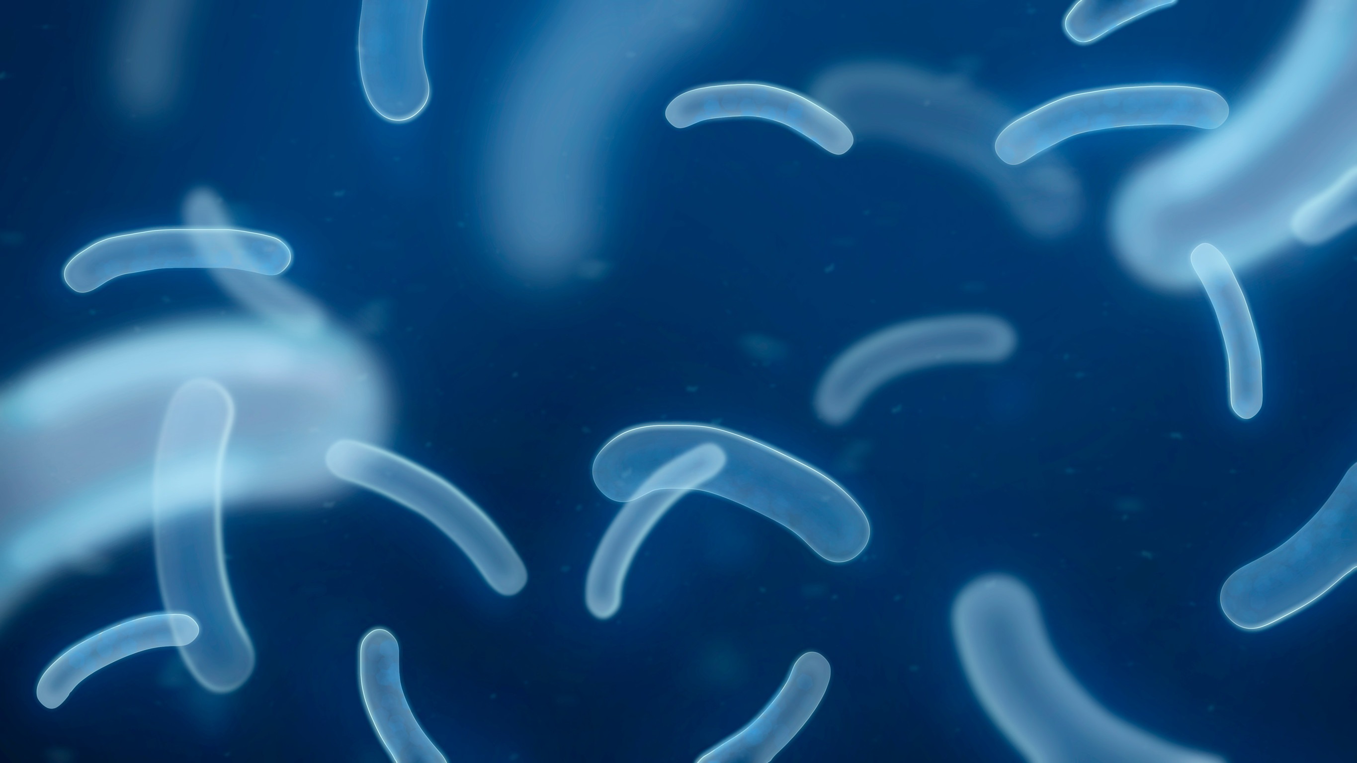 3D representation of bacteria, halophytic bacteria