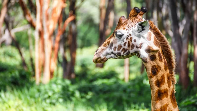 Phenotypic Plasticity and Totipotency, giraffe head
