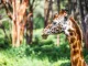 Phenotypic Plasticity and Totipotency, giraffe head