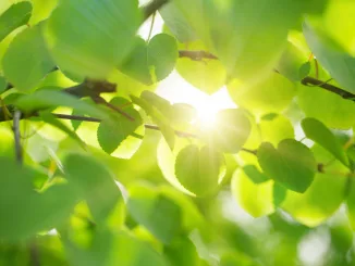 Fresh green background. Photosynthesis. Photosystem I