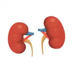kidneys cartoon vector isolated illustration. Human biology icon
