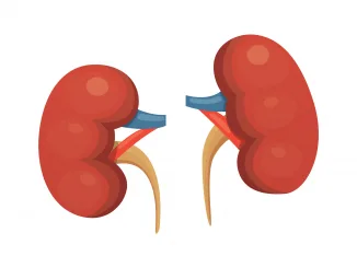 kidneys cartoon vector isolated illustration. Human biology icon