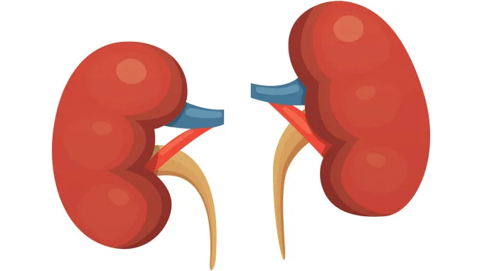 kidneys cartoon vector isolated illustration. Human biology icon