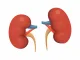 kidneys cartoon vector isolated illustration. Human biology icon