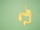 A large intestine shape made from paper on a green background. Treatment and prevention of constipation and diarrhea. Intestinal microflora and probiotics. Top view. Space for text. Healthcare concept, bile acids