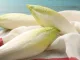 Fresh raw Belgian endives (chicory) on light blue table, closeup. The basis of chicons gratin.