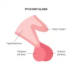 Pituitary gland anatomy. Human endocrine system, brain and hypothalamus concept. Connection of the internal organs with anterior and posterior pituitary gland hormones isolated vector illustration, hypopituitary