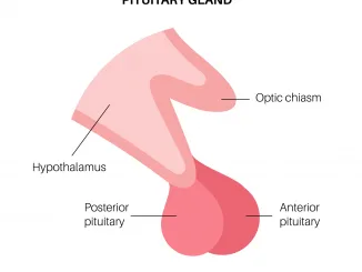 Pituitary gland anatomy. Human endocrine system, brain and hypothalamus concept. Connection of the internal organs with anterior and posterior pituitary gland hormones isolated vector illustration, hypopituitary