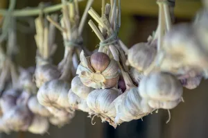 Garlic hanging up to dry.