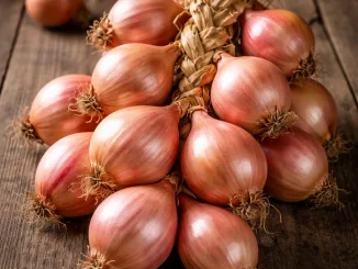 Roscoff onions on a wooden board