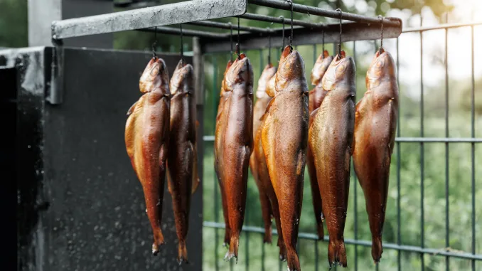 Fresh smoked rainbow trout fish hanging outdoors near smokehouse metal box. Traditional natural smoking process on wooden firewood chips. Homemade handmade hot smoke salmon. Smoke fish