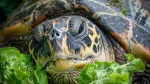 Hawksbill sea turtle munches on green leaves, showing its sharp beak and skin texture in a close up shot. Turtle soup