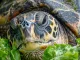 Hawksbill sea turtle munches on green leaves, showing its sharp beak and skin texture in a close up shot. Turtle soup