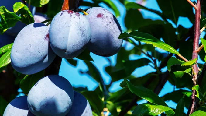 proanthocyanidins in plums
