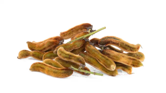 Mucuna pruriens or velvet bean isolated on white background, tropical herbs