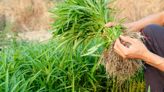 Water spinach, Ipomea aquatica