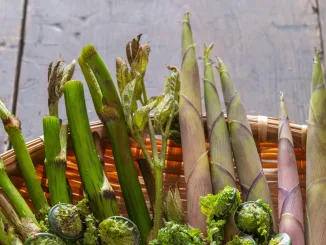 Japanese spring wild vegetables (udo, bamboo shoots, kogomi), part of sansai
