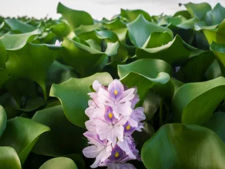 Eichhornia crassipes, commonly known as water hyacinth. Highly problematic invasive species at Guadiana River, Badajoz, Spain